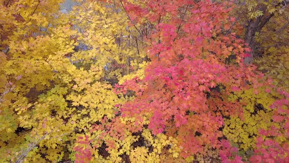 Aerial view of red and yellow leaves on trees rotating