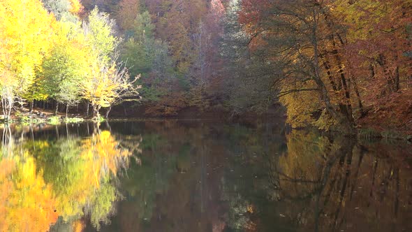 Reflection of Autumn Colors on the Lake Surface in the Yellow Calm Forest