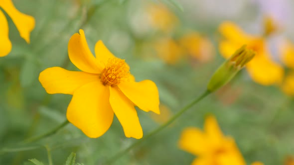 Shallow DOF orange Tagetes tenuifolia garden  plants 4K 3840X2160 UltraHD slow tilt footage -  Golde