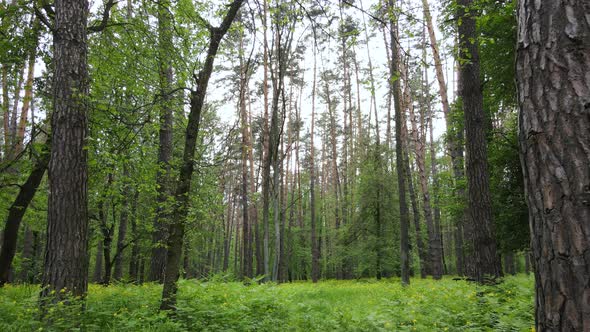 Summer Forest with Pine Trees Slow Motion