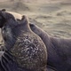 Elephant Seal Fighting - VideoHive Item for Sale