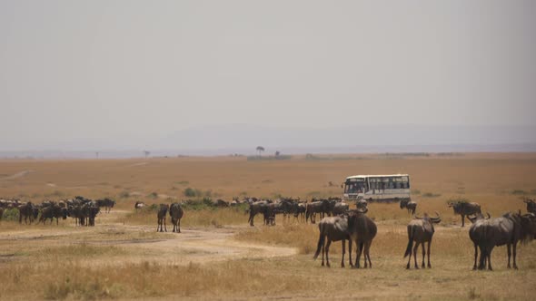 Bus passing by a herd of gnus in Masai Mara