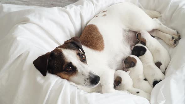 Newborn Puppies Sucking Dog Milk