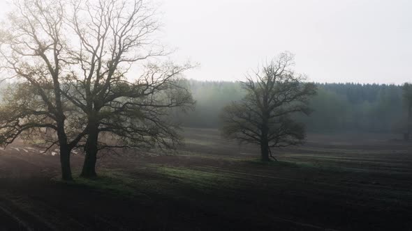 Aerial Drone Flight Oak Trees Bare Branches Without Foliage in Field Near Forest Gloomy Foggy
