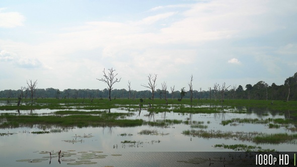 Bare Dead Trees and Water Plants in an Empty Swamp Marsh