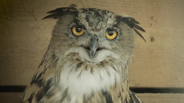 CLOSE UP, Eurasian Eagle owl in captivity turns toward camera