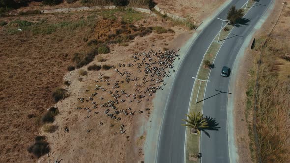 Topdown View Of Goats Herding By The Asphalt Country Road On Summertime. - Aerial