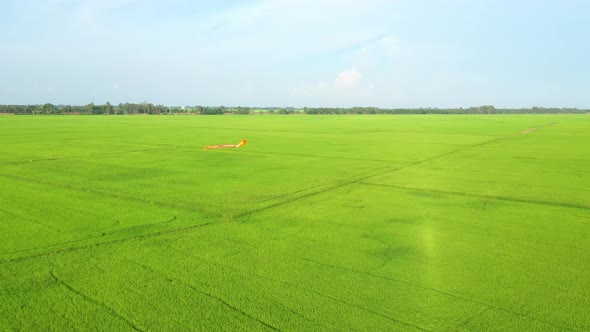 Peaceful landscape with alone tree, kites and green fields in the countryside