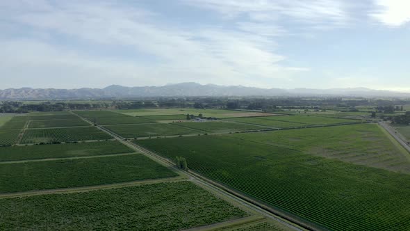 Tilting drone reveals many vineyards of grapes ready to be picked in New Zealand