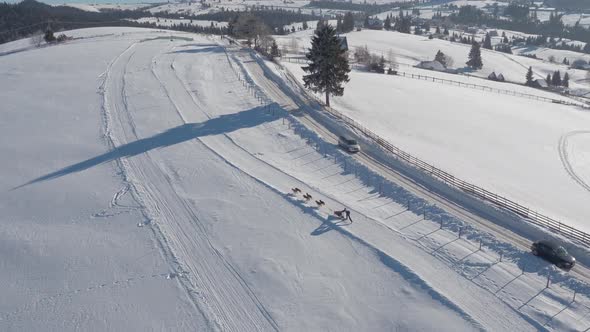 Aerial view of a dog sled riding in the snow