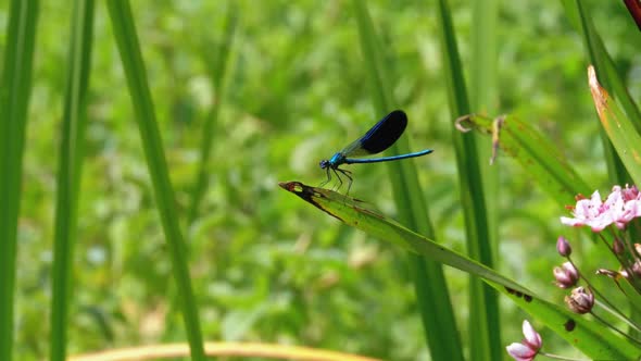 Dragonfly with Blue Wings Sitting on a Branch on a Background of the River