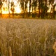 Beautiful Field with Yellow Wheat - VideoHive Item for Sale