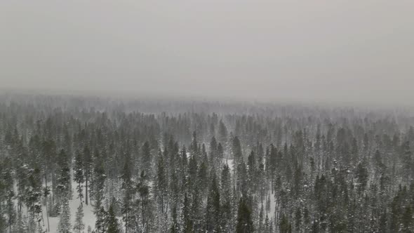 Aerial View Heavy Wet Snow Fall Winter Landscape in Snow Covered a a Snow Lies on the Branches of