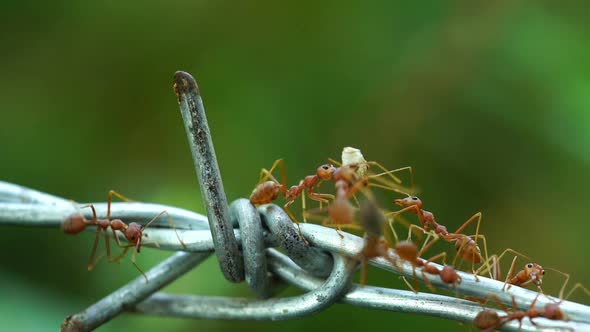 ants carrying food on the wire