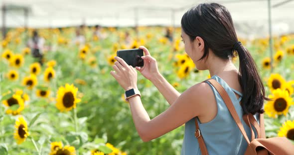 Woman taking photo on sunflower farm 