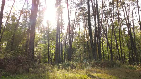 Forest with Trees in an Autumn Day