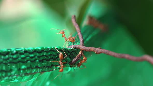 Close Shot of Large Red Weaver Ants Exploring Some Green Plastic Netting