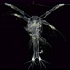 Shrimp Larva at the Protozoea Stage Under a Microscope, After Moulting Passes To the Stage - Zoea - VideoHive Item for Sale