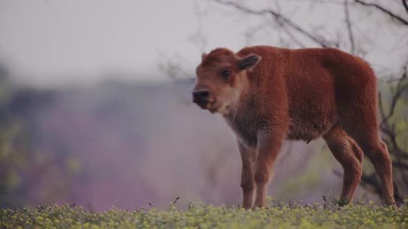 Bison calf at sunset stands and walks away