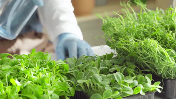 Gardener Spraying Water to Growing Microgreen Sprouts Close Up