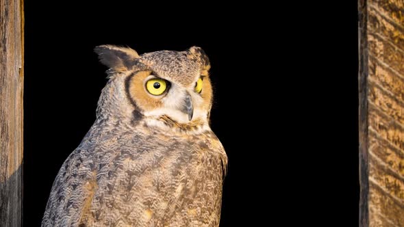 Beautiful Great Horned Owl