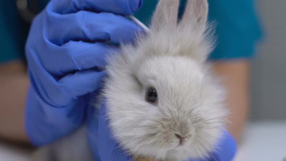 Vet Cleaning Rabbit Ear With Cotton Swab, Hygienic Procedure, Disease Prevention