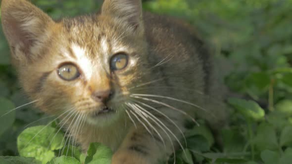 Little kitten playing in the garden close-up 4K 2160p 30fps UltraHD video - Super cute feline relaxi