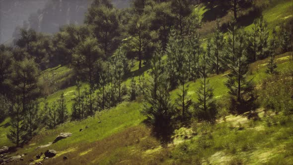 Autumn Forest on Green Rocky Hills