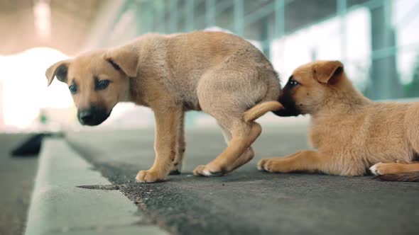 Close Up View of Cute Puppies Lying on Street