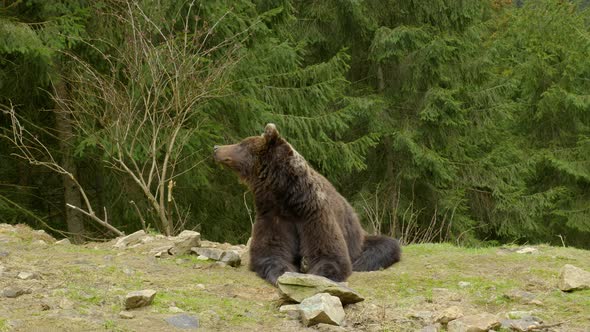 A Big Brown Bear in the Forest