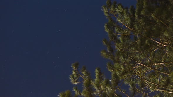 Night time lapse with Stars and a Tree