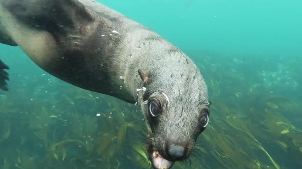 Close Encounter with Playful Sea Lion Pup, Duiker Island South Africa