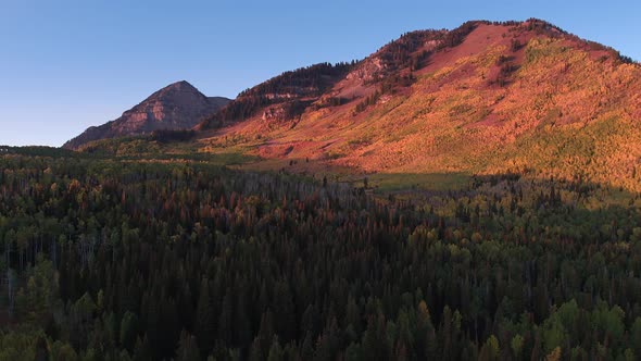 Aerial view of Fall color over forest