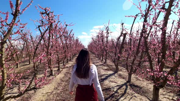 Cute young woman walks through almond trees in blossom in Cieza, Spain.