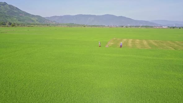 Flycam Moves To People Walking Among Rice Fields Against Hills