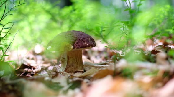 White Mushroom in Summer Forest