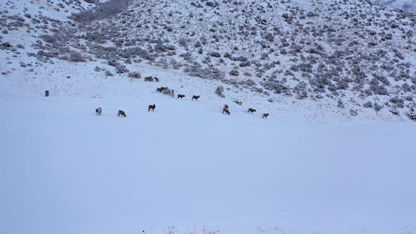 Aerial view of Bighorn Sheep grazing in the snow