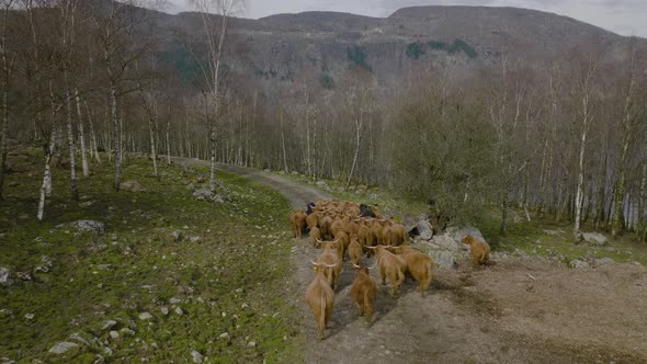 Highland cattle herding together on mountain gravel road; aerial