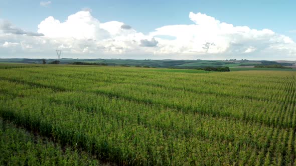 Corn Field Drone Pan