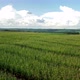 Corn Field Drone Pan - VideoHive Item for Sale