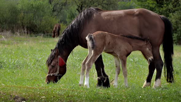 The mare grazes in the field and feeds her cub with milk