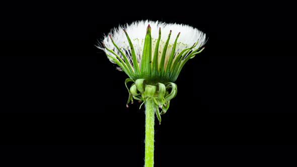 Dandelion Seed Blossom Timelapse on a Black Background. Blossoming White Dandelion. Fluffy Flower