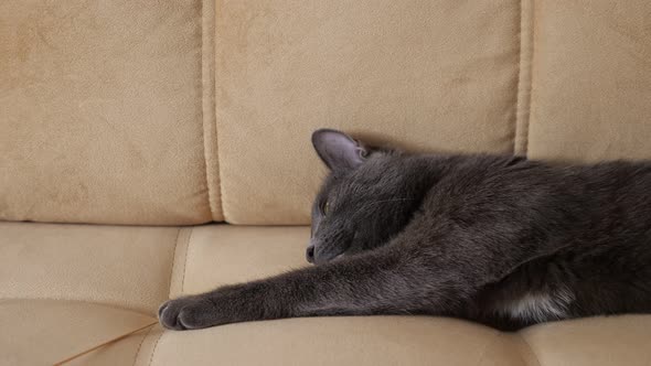 Gray Cat Lazily Plays with a Spikelet While Lying on the Sofa