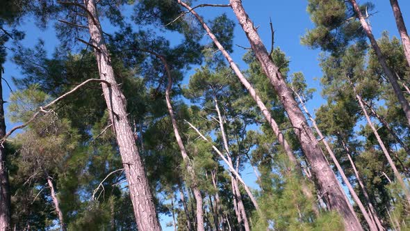 Pines And Sky