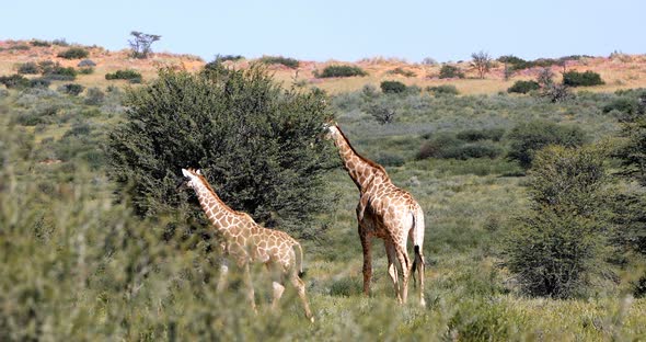 Majestic Giraffes in Kalahari, South Africa