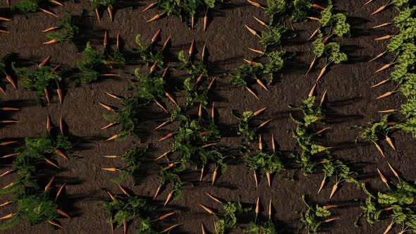 Harvest Carrots In The Garden Top View