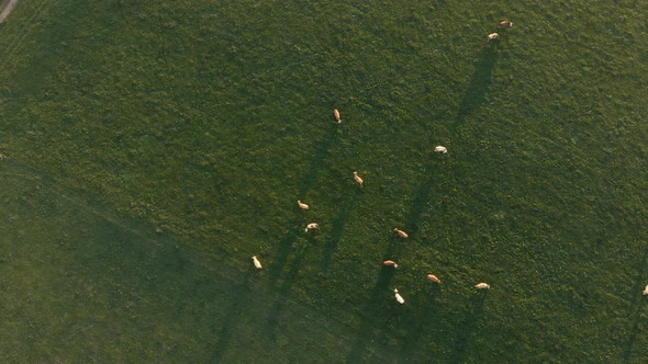 Aerial clip of a herd of cows, while grazing in a green field in the Bavarian Alps area.