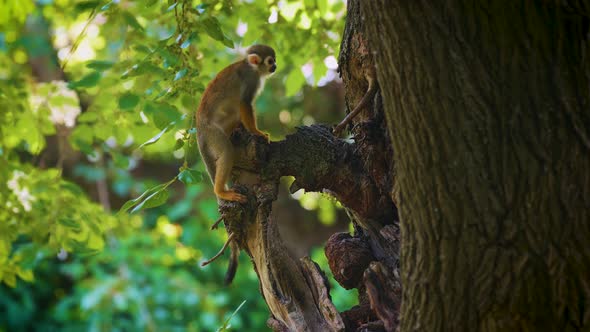Common Squirrel Monkey Climbs the Tree