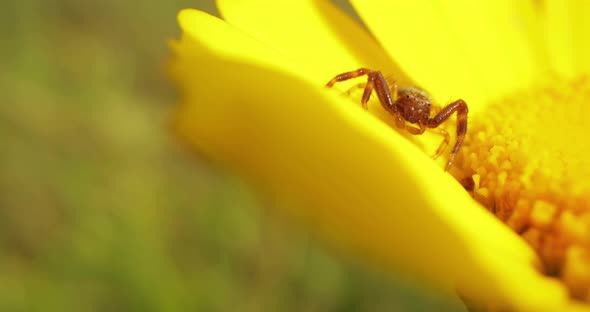 Spider Eating Sweet Nectar Of Yellow Flower. - close up