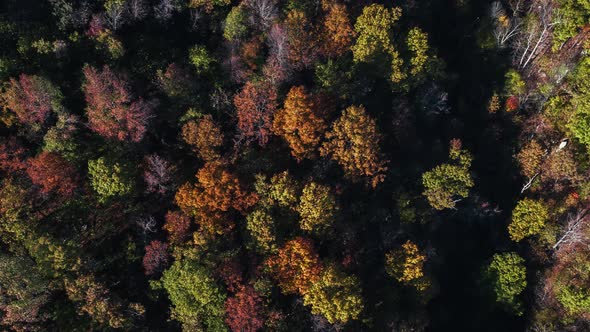 Aerial of Fall Leaves in the Wilderness